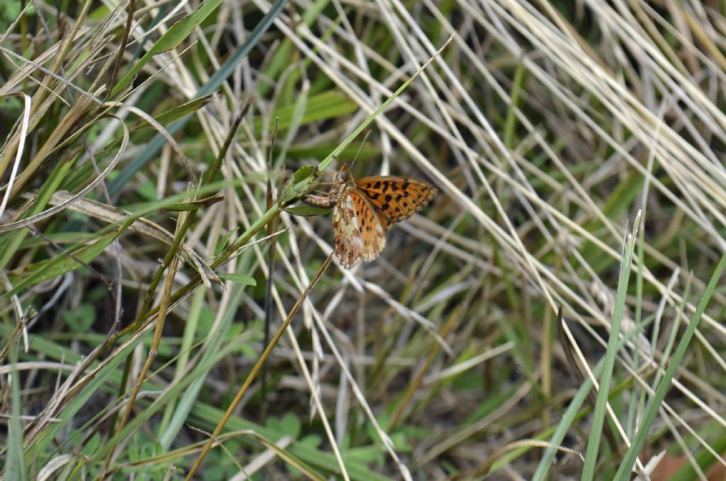 Boloria dia?